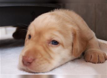 Labrador Welpen      Unsere Zwerge suchen DICH