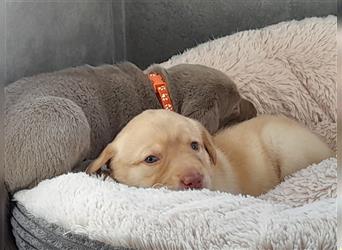 Labrador Welpen      Unsere Zwerge suchen DICH