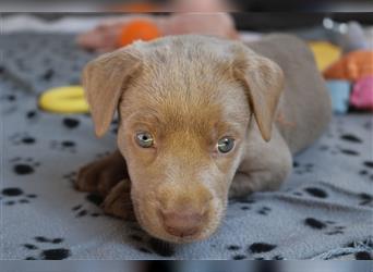 Labrador Welpen      Unsere Zwerge suchen DICH