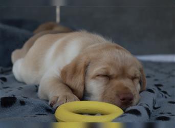 Labrador Welpen      Unsere Zwerge suchen DICH