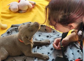 Labrador Welpen      Unsere Zwerge suchen DICH