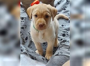 Labrador Welpen      Unsere Zwerge suchen DICH