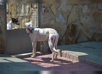 Fifo -schneeweißer Podenco Mix Rüde auf der Suche nach seinen Menschen