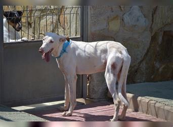 Fifo -schneeweißer Podenco Mix Rüde auf der Suche nach seinen Menschen