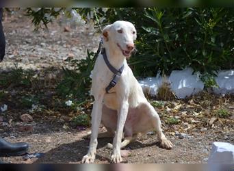 Fifo -schneeweißer Podenco Mix Rüde auf der Suche nach seinen Menschen