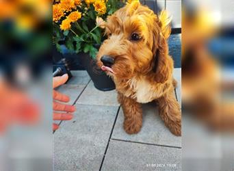 Cockapoo,cockerpoo