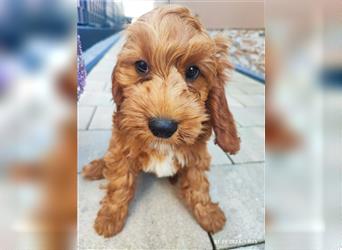 Cockapoo,cockerpoo