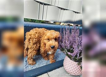 Cockapoo,cockerpoo