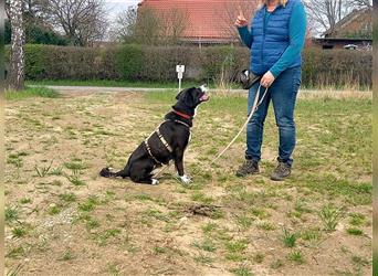 zauberhafte griech. Hirtenhündin "Lexa" sucht ein Zuhause