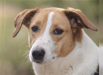 Jella❤️charmante Kurzhaar-Collie Bracke Hündin