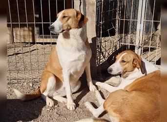 Jella❤️charmante Kurzhaar-Collie Bracke Hündin