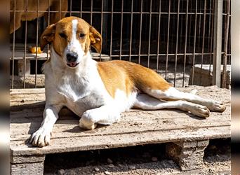 Jella❤️charmante Kurzhaar-Collie Bracke Hündin