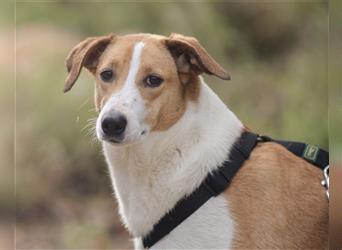 Jella❤️charmante Kurzhaar-Collie Bracke Hündin