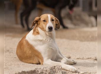 Jella❤️charmante Kurzhaar-Collie Bracke Hündin