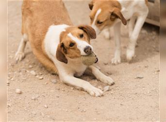 Jella❤️charmante Kurzhaar-Collie Bracke Hündin