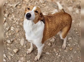 Jella❤️charmante Kurzhaar-Collie Bracke Hündin