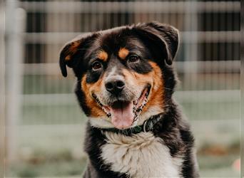 toller Berner Sennnen-Mix Lucky (Tierschutz)