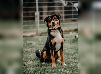 toller Berner Sennnen-Mix Lucky (Tierschutz)