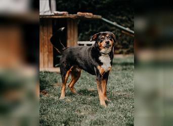 toller Berner Sennnen-Mix Lucky (Tierschutz)