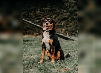 toller Berner Sennnen-Mix Lucky (Tierschutz)