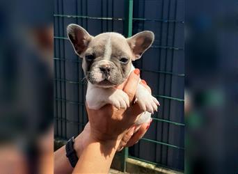 Französische bulldogge welpen