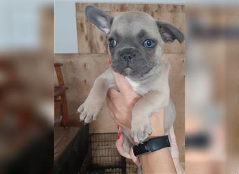 Französische bulldogge welpen