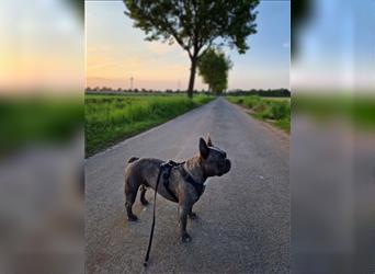 Französische bulldogge welpen