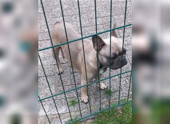 Französische bulldogge welpen