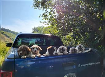 Mini-AustralianShepherd/Standard-AustralianShepherd