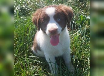 Mini-AustralianShepherd/Standard-AustralianShepherd