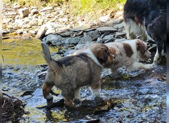 Mini-AustralianShepherd/Standard-AustralianShepherd