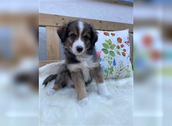 Mini-AustralianShepherd/Standard-AustralianShepherd