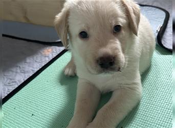 Mixwelpen - Griechischer Labrador / Golden Retriever