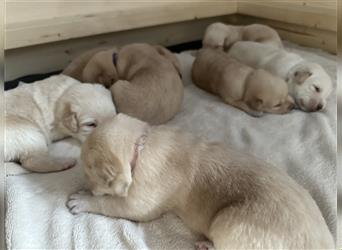 Mixwelpen - Griechischer Labrador / Golden Retriever