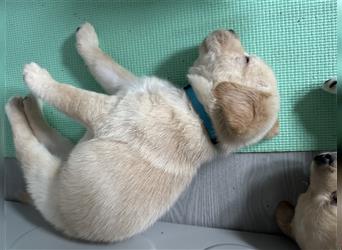 Mixwelpen - Griechischer Labrador / Golden Retriever