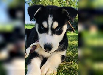 Husky- Dobermann- Mix