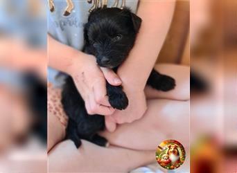 Anhängliche SHELTIDOODLE Welpen mit Papieren, 2 Hündinnen noch frei