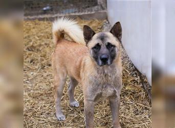 JUAN - der Akita Mix braucht etwas Zeit, bis er den Menschen vertrauen kann