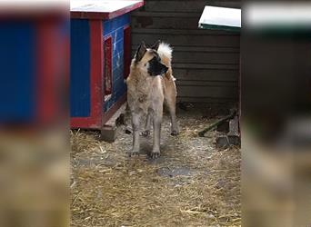 JUAN - der Akita Mix braucht etwas Zeit, bis er den Menschen vertrauen kann