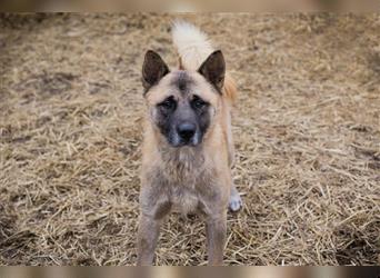 JUAN - der Akita Mix braucht etwas Zeit, bis er den Menschen vertrauen kann