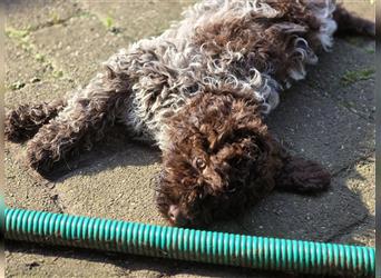 Lagotto Romagnolo Welpen, 4 Hündinnen suchen ein Zuhause