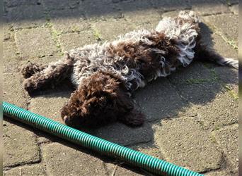 Lagotto Romagnolo Welpen, 4 Hündinnen suchen ein Zuhause