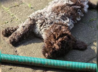 Lagotto Romagnolo Welpen, 4 Hündinnen suchen ein Zuhause