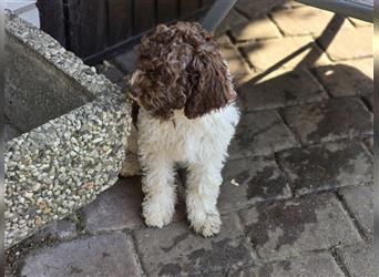 Lagotto Romagnolo Welpen, 4 Hündinnen suchen ein Zuhause