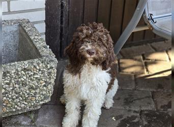 Lagotto Romagnolo Welpen, 4 Hündinnen suchen ein Zuhause