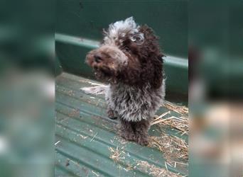 Lagotto Romagnolo Welpen, 4 Hündinnen suchen ein Zuhause