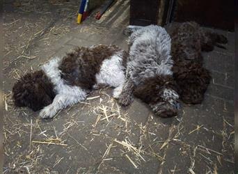 Lagotto Romagnolo Welpen, 4 Hündinnen suchen ein Zuhause