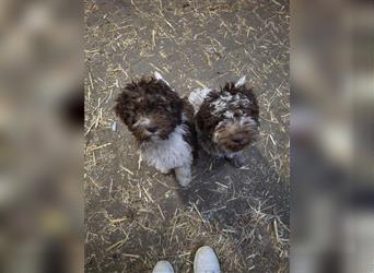 Lagotto Romagnolo Welpen, 4 Hündinnen suchen ein Zuhause