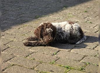 Lagotto Romagnolo Welpen, 4 Hündinnen suchen ein Zuhause