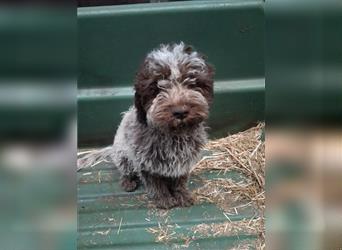 Lagotto Romagnolo Welpen, 4 Hündinnen suchen ein Zuhause